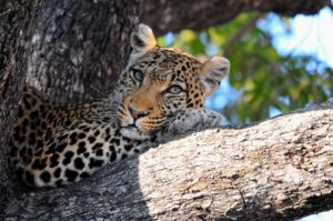 Serengeti NP